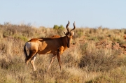 04 - Karoo NP (7)-Red Hartebeest